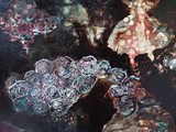 Revyy öljy 2017 40cm x 40cm
